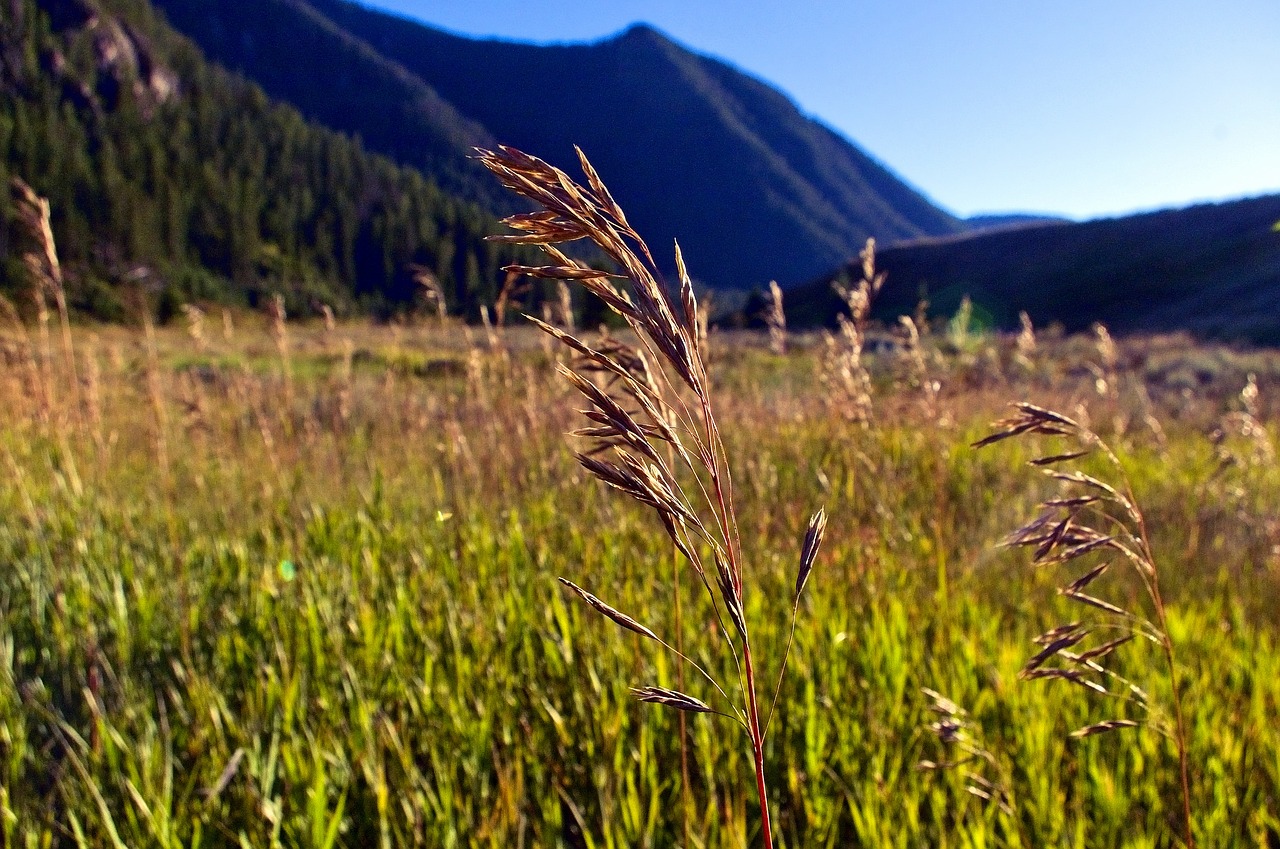 grasses in madison canyon  grass  seed free photo