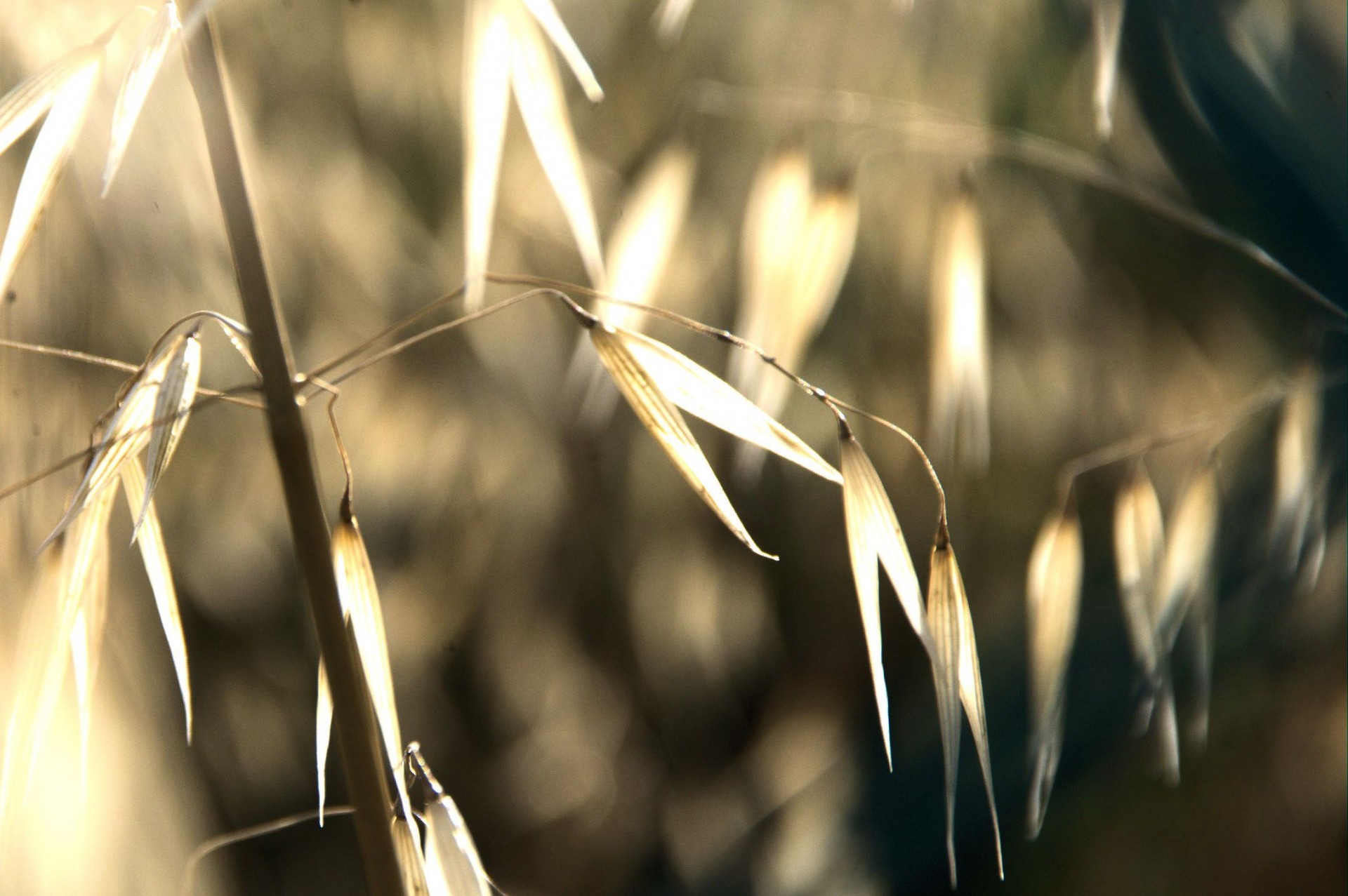 grasses afternoon sunlight free photo