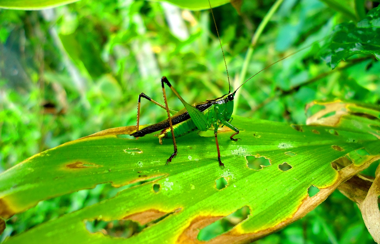 grasshopers leaf nature free photo