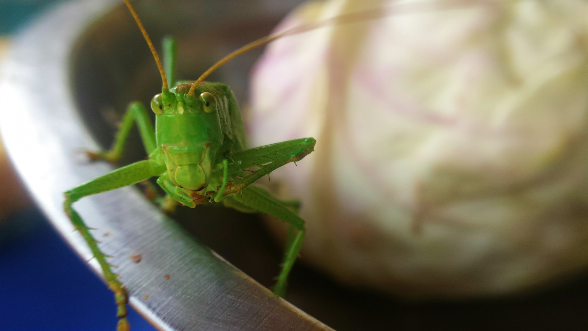 grasshopper cricket green free photo