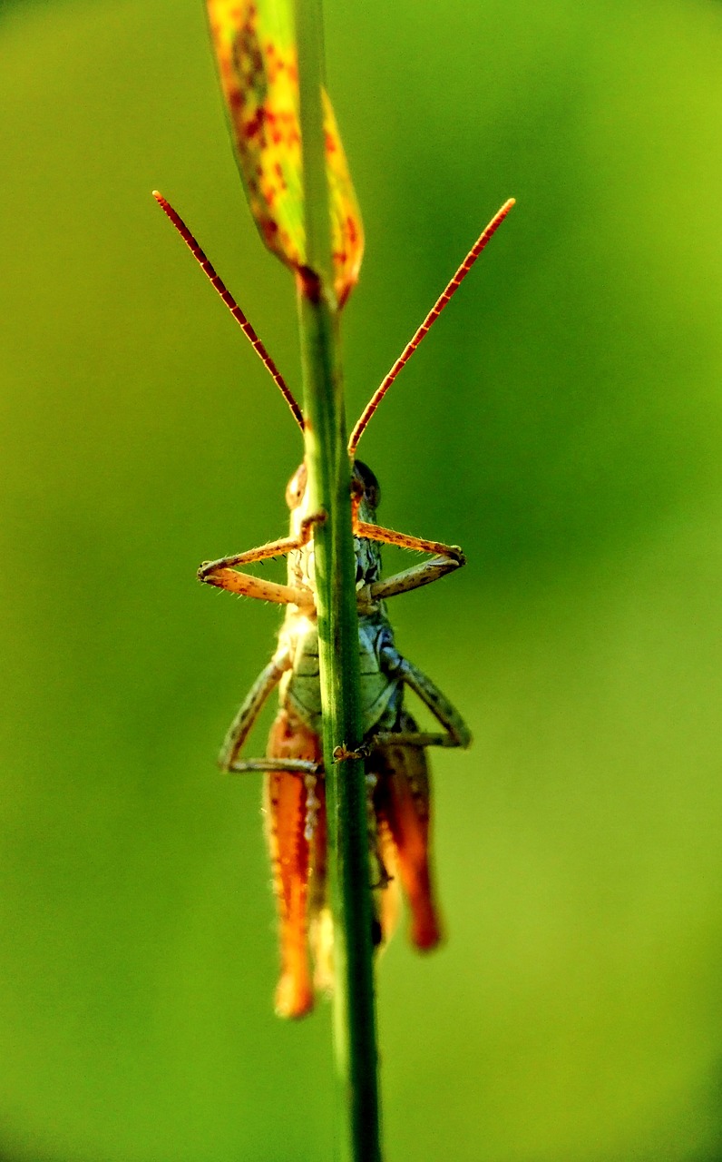 grasshopper macro nature free photo