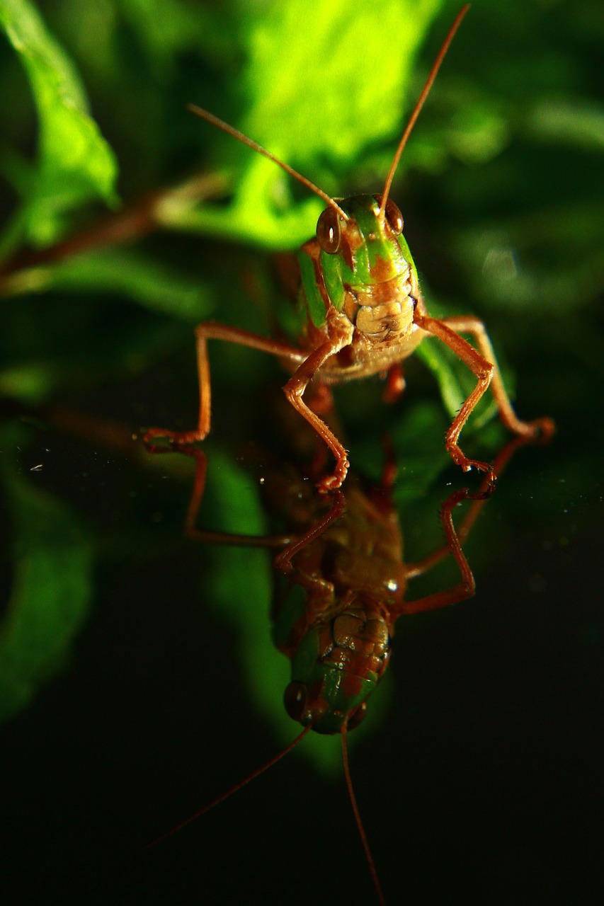 grasshopper animal insect free photo