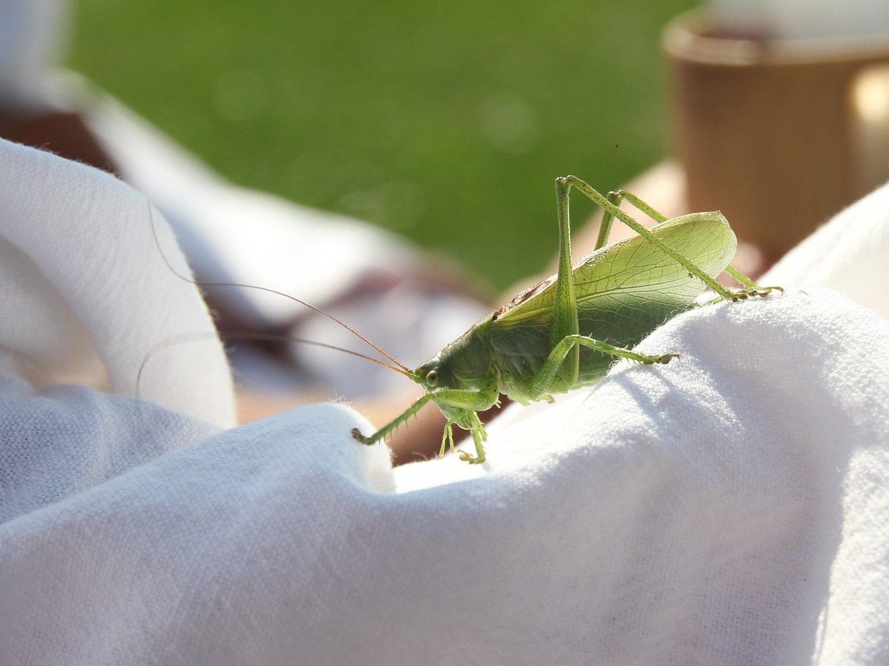 grasshopper green close free photo