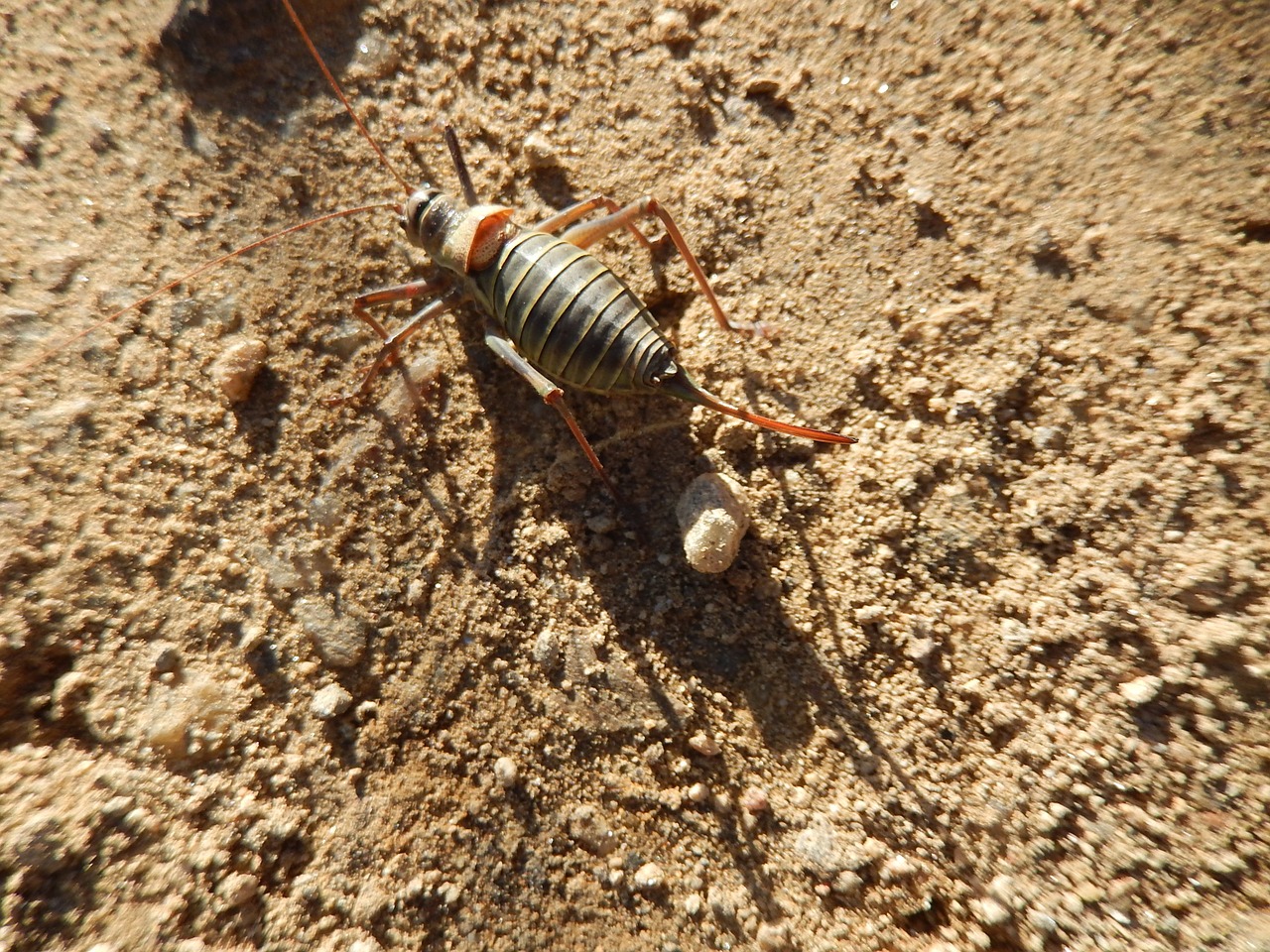 grasshopper insect field free photo