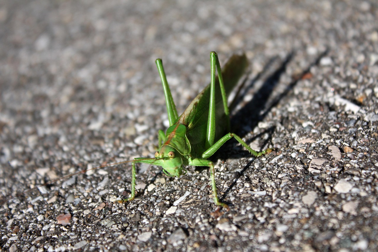 grasshopper insect creature free photo