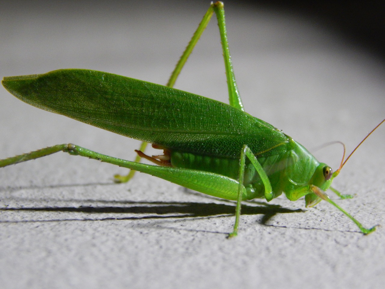 grasshopper insect bug free photo