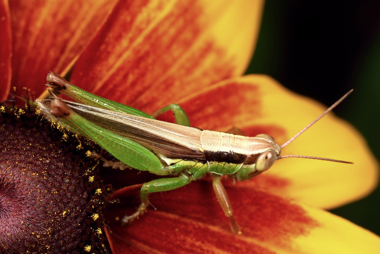 grasshopper flowers affix free photo