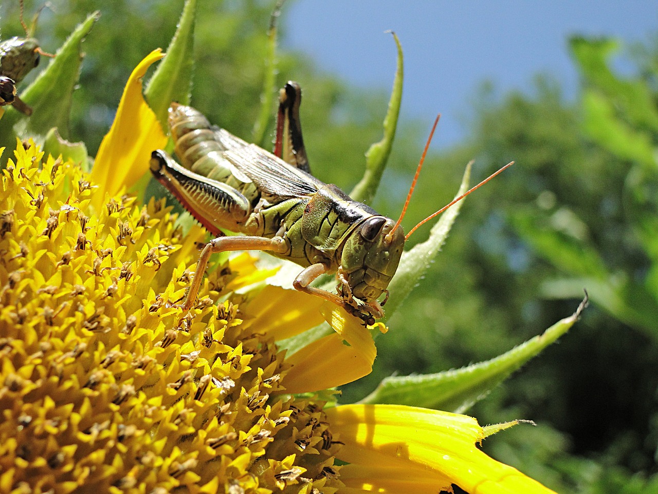 grasshopper locust insect free photo