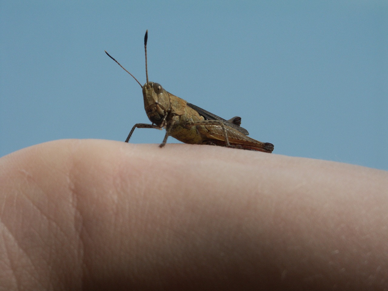 grasshopper animal nature free photo