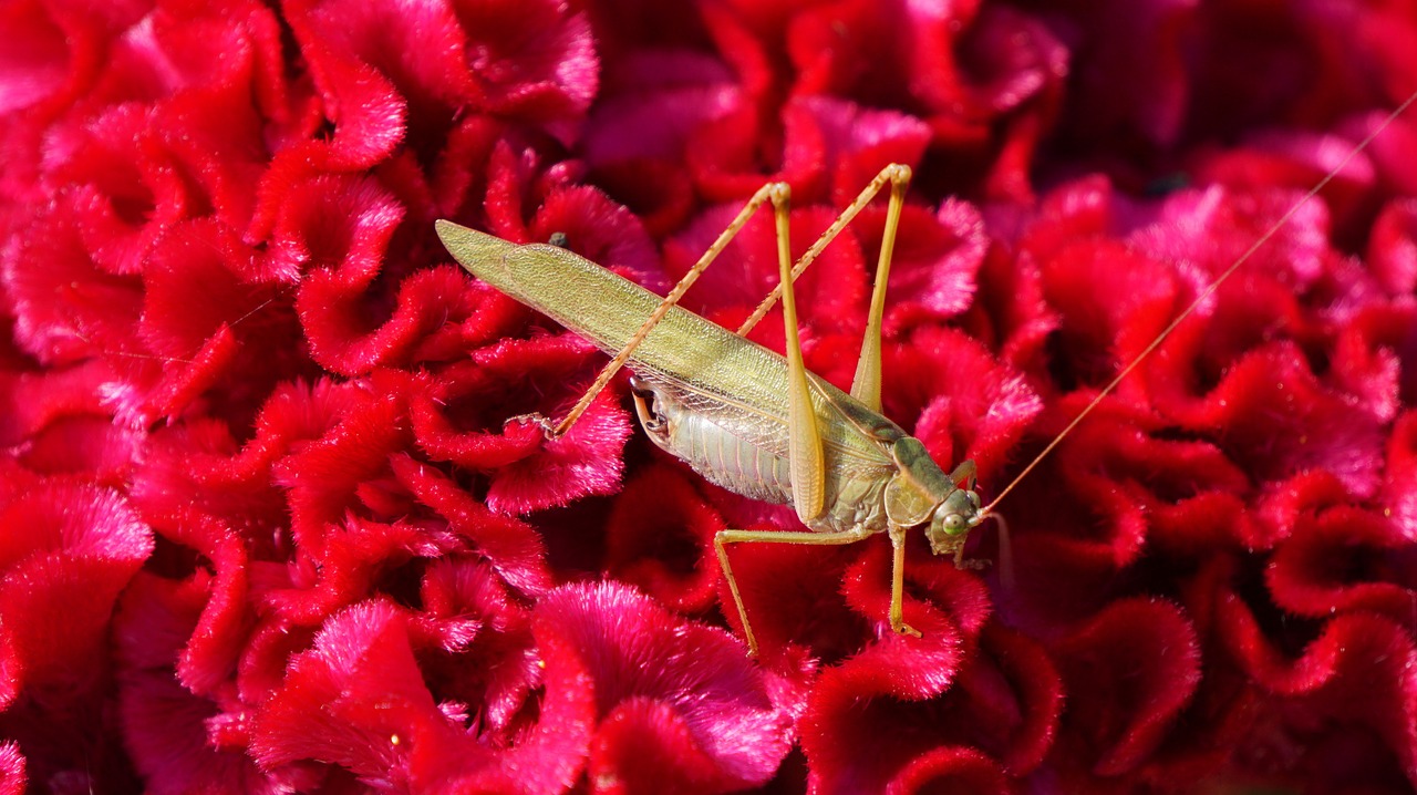 grasshopper insects flowers free photo