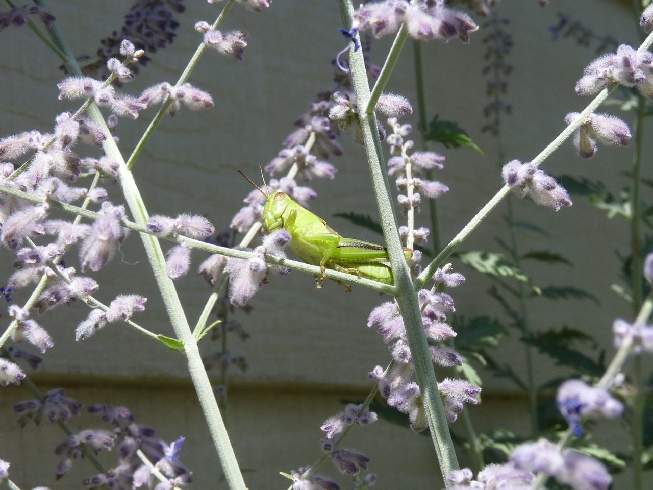 grasshopper green insect free photo