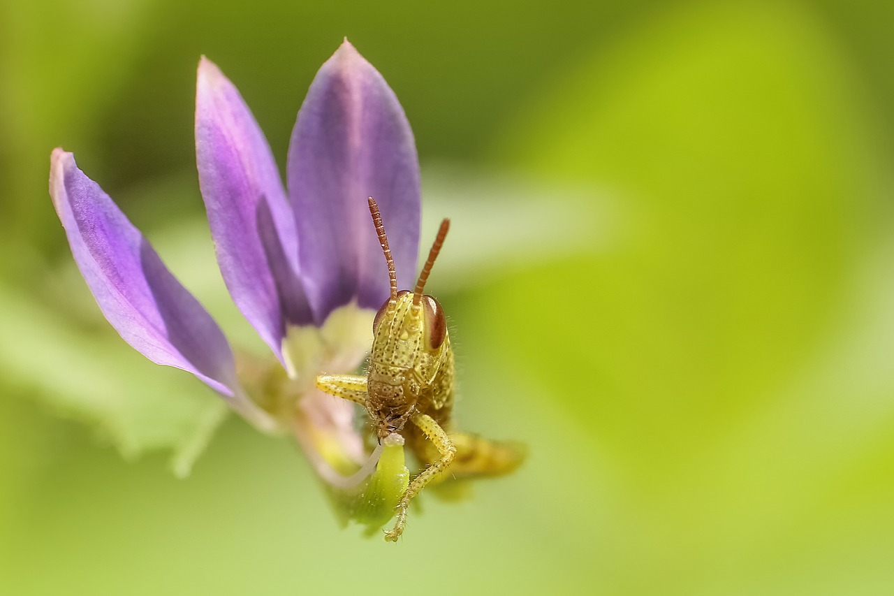 grasshopper insect macro free photo