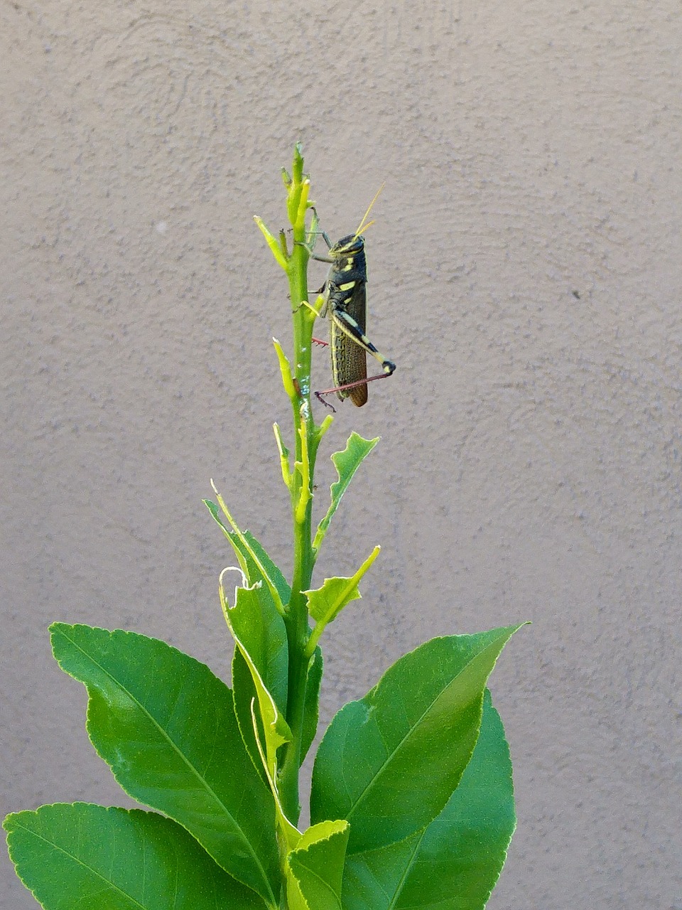 grasshopper leaves chew free photo