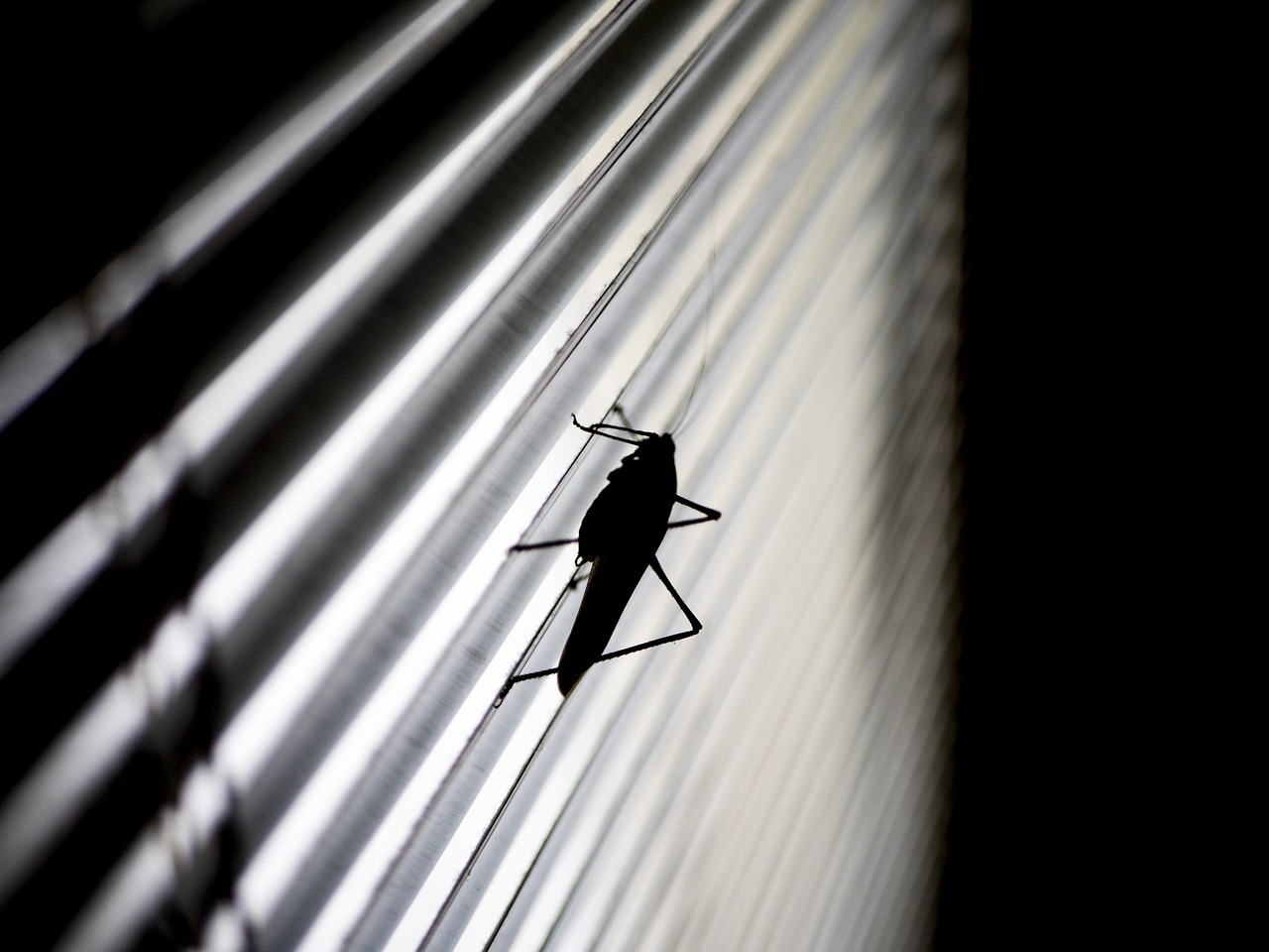 grasshopper silhouette blinds free photo