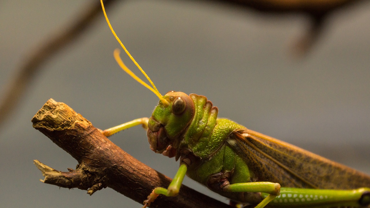 grasshopper insect antennae free photo