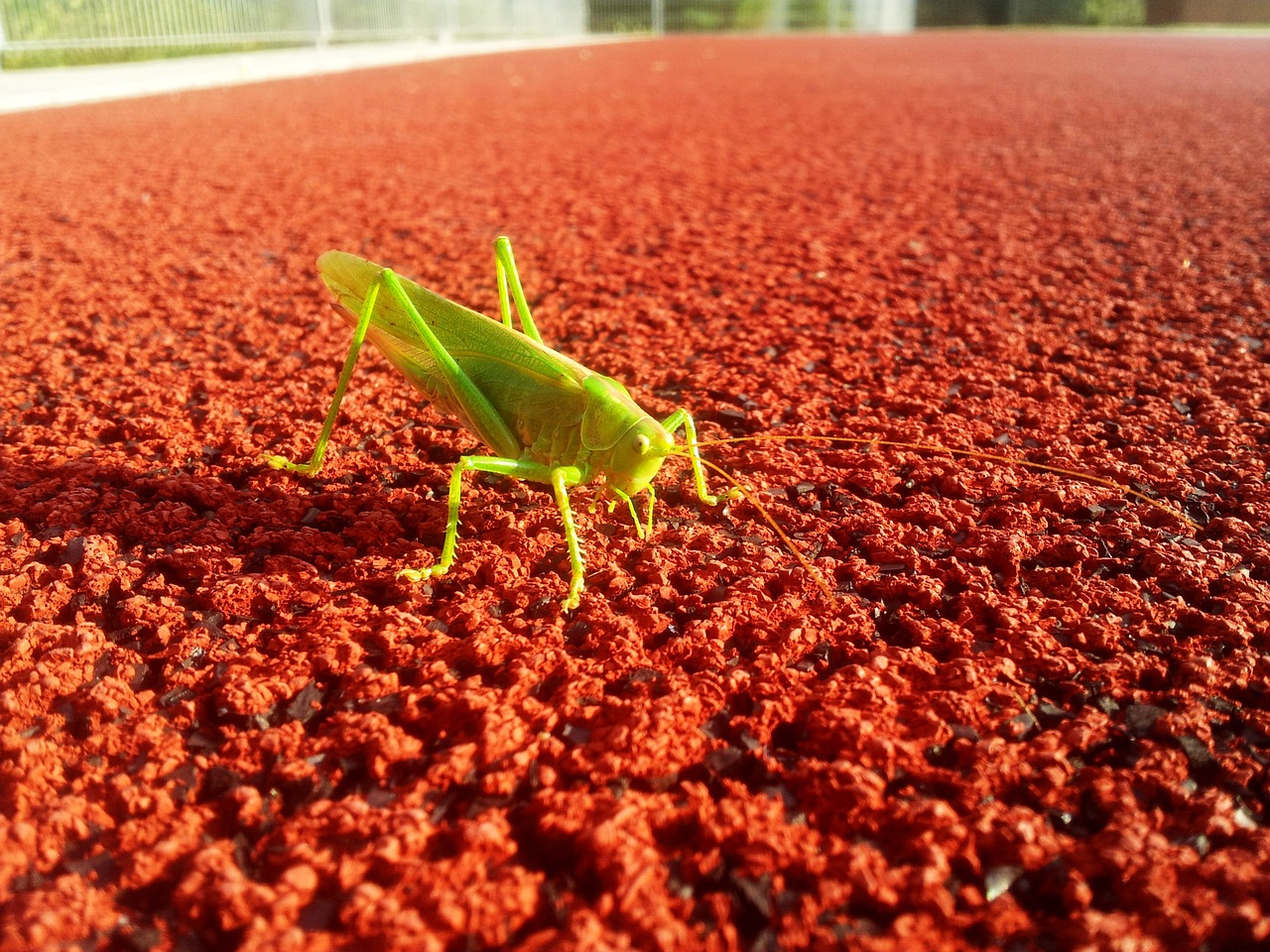 grasshopper sports ground contrast free photo