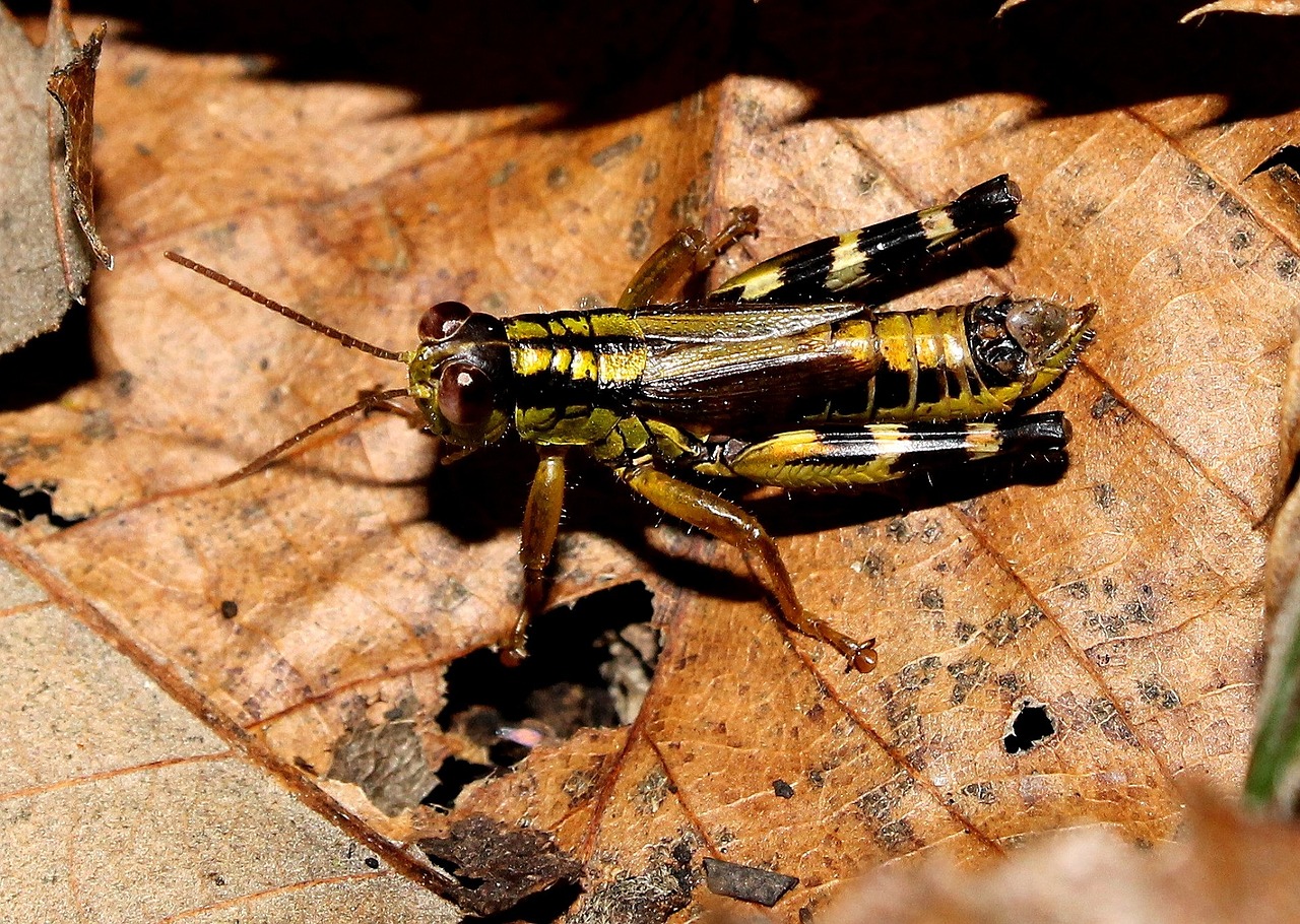 grasshopper insect small free photo