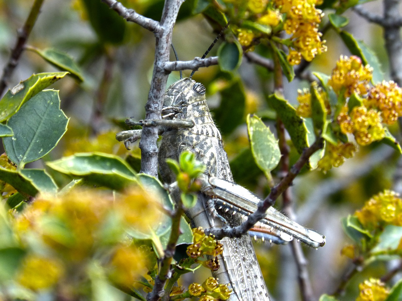 grasshopper lobster detail free photo