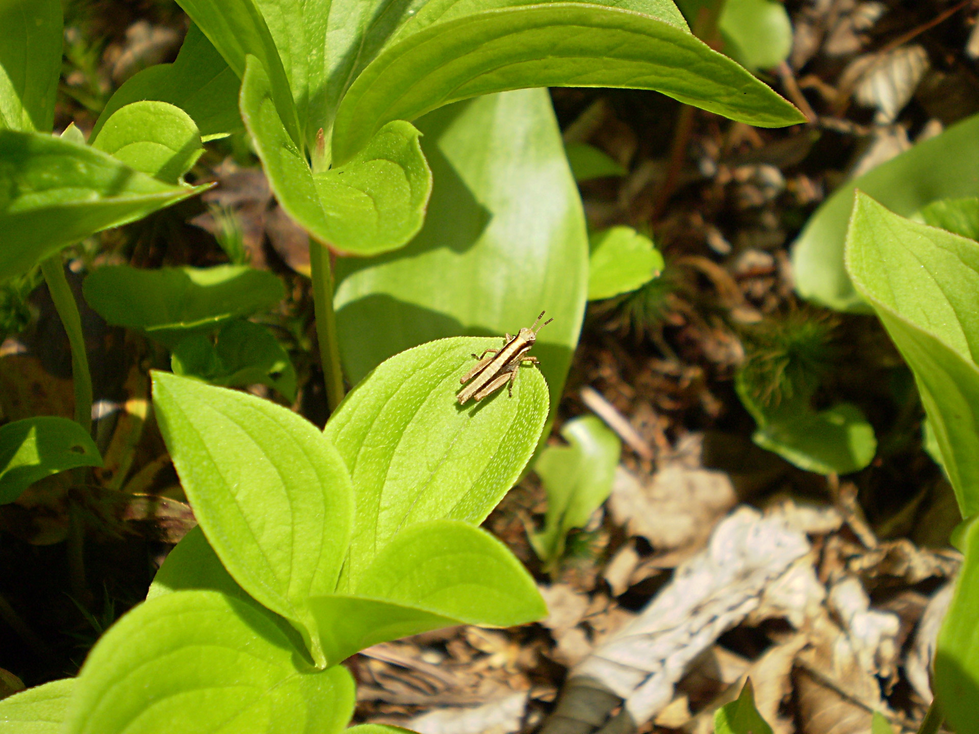 grasshopper green leaf free photo