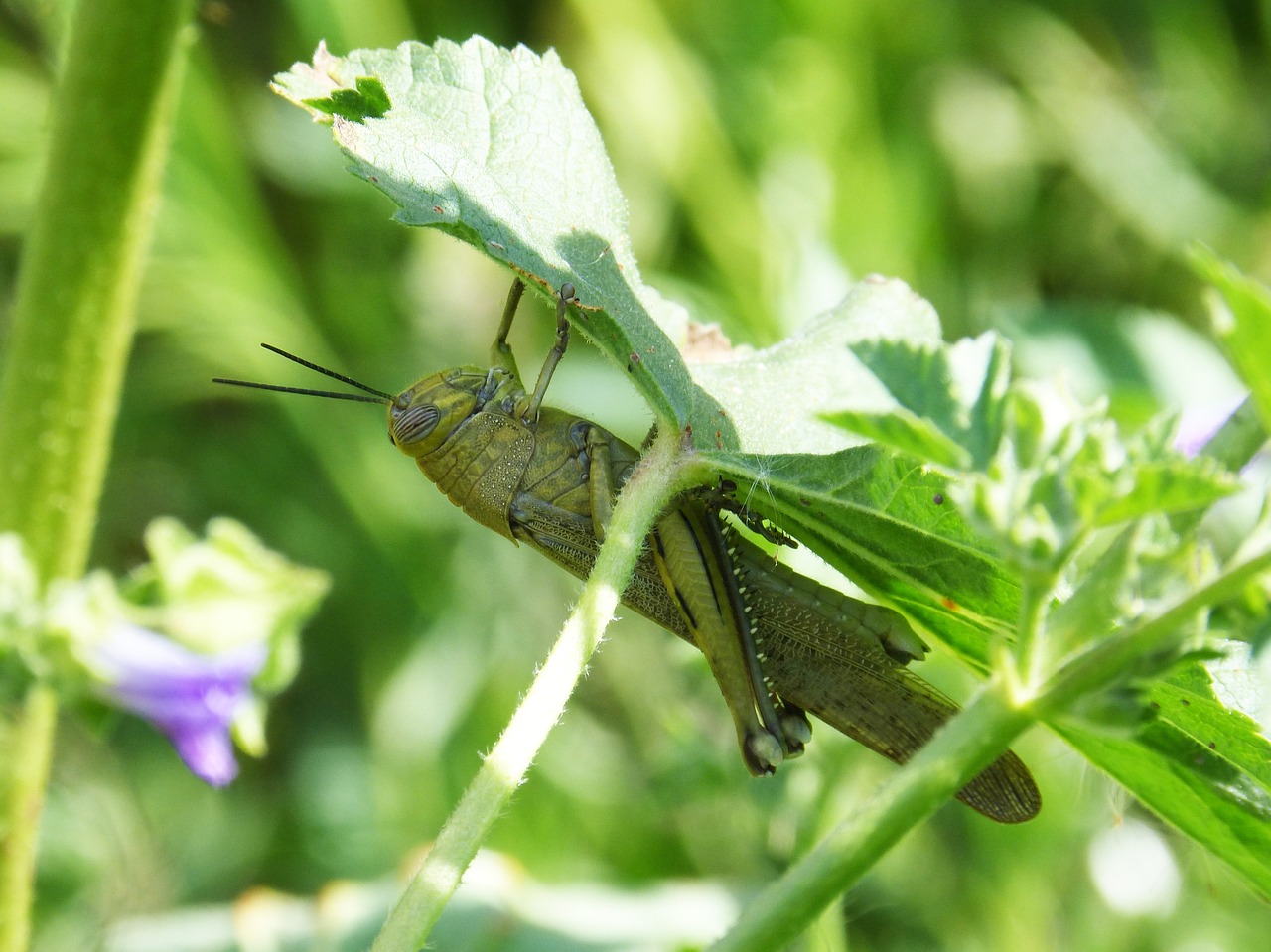 grasshopper green detail free photo