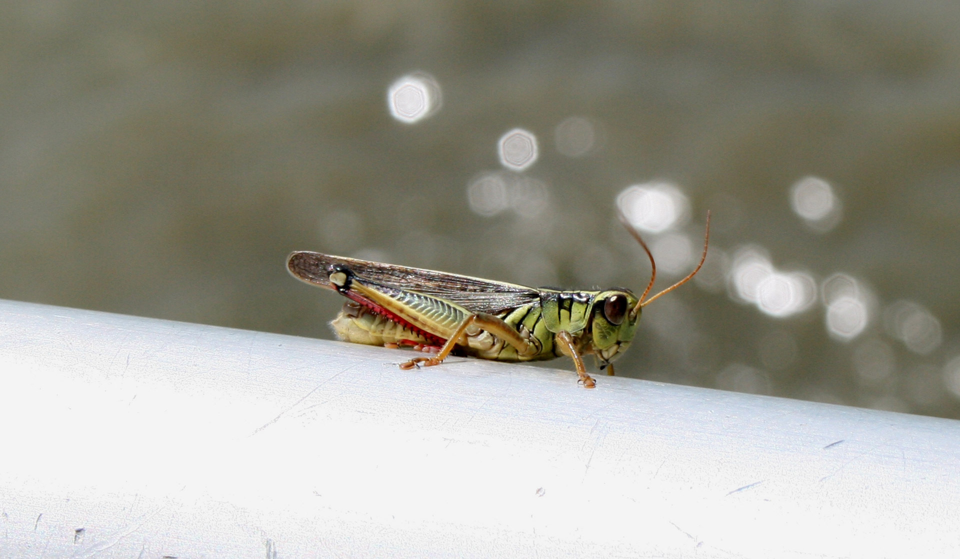 grasshopper closeup green free photo