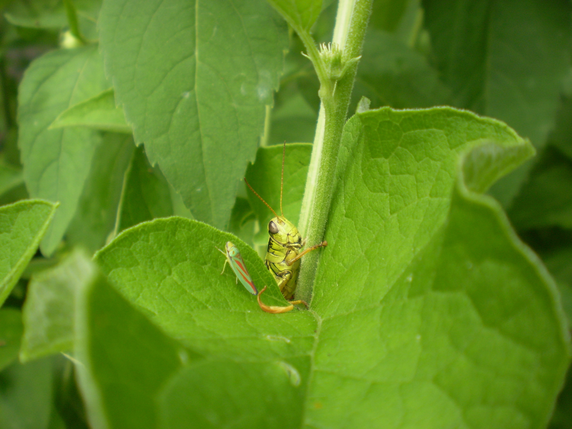 grasshopper insect nature free photo