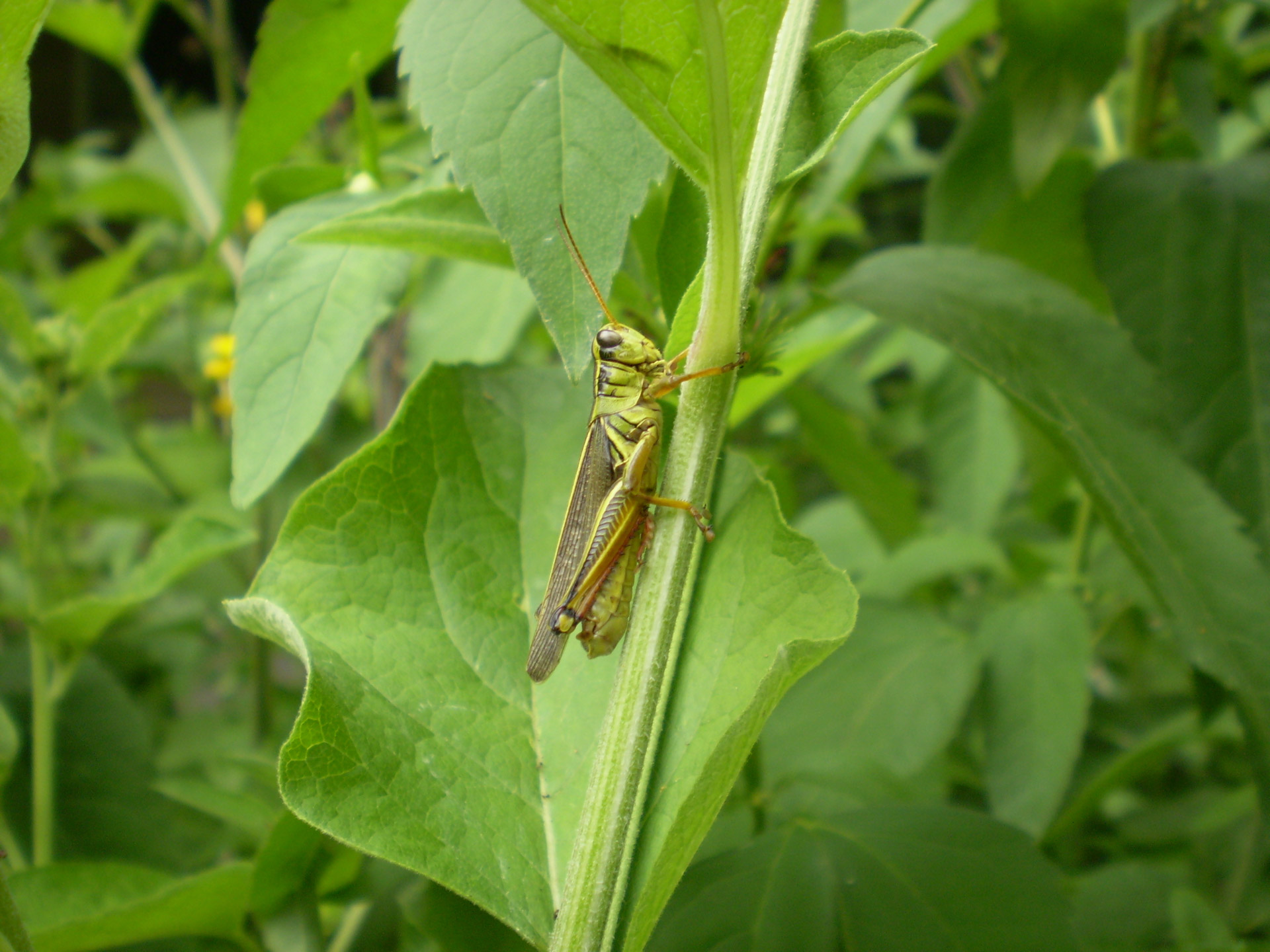 grasshopper insect bug free photo