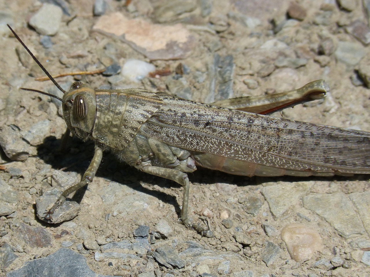 grasshopper lobster orthopteron free photo