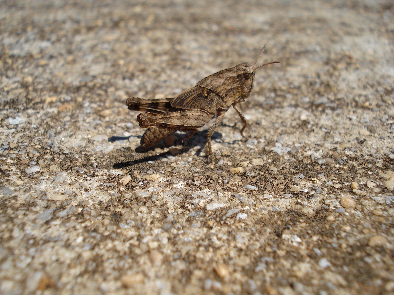 grasshopper butterfly insect free photo