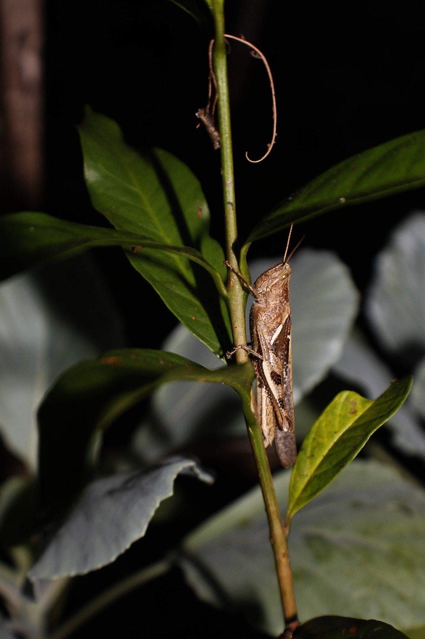 grasshopper insect antropod free photo