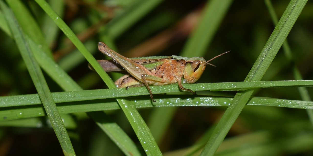 grasshopper slant faced grasshopper hopper free photo