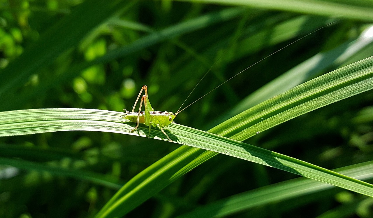 grasshopper katydid meadow katydid nymph free photo