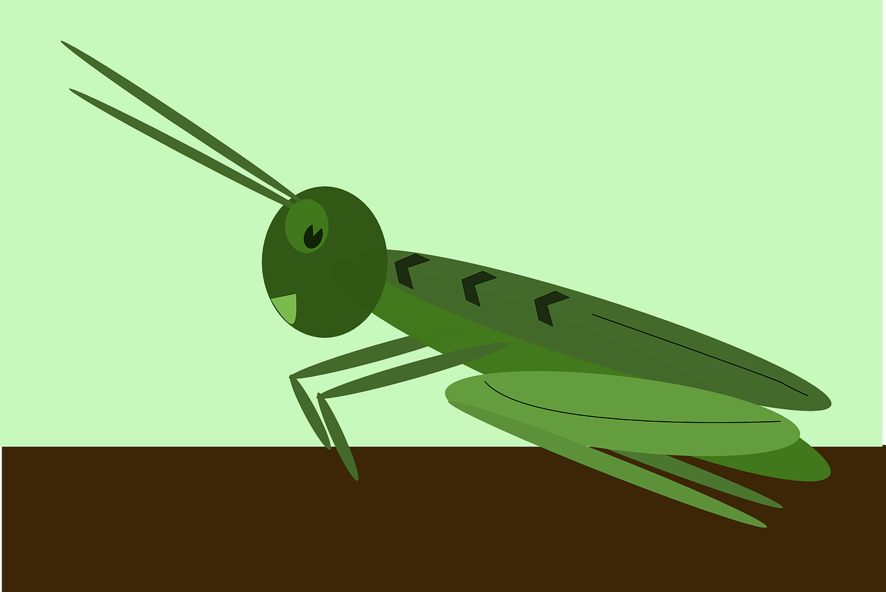 grasshopper locust insect free photo