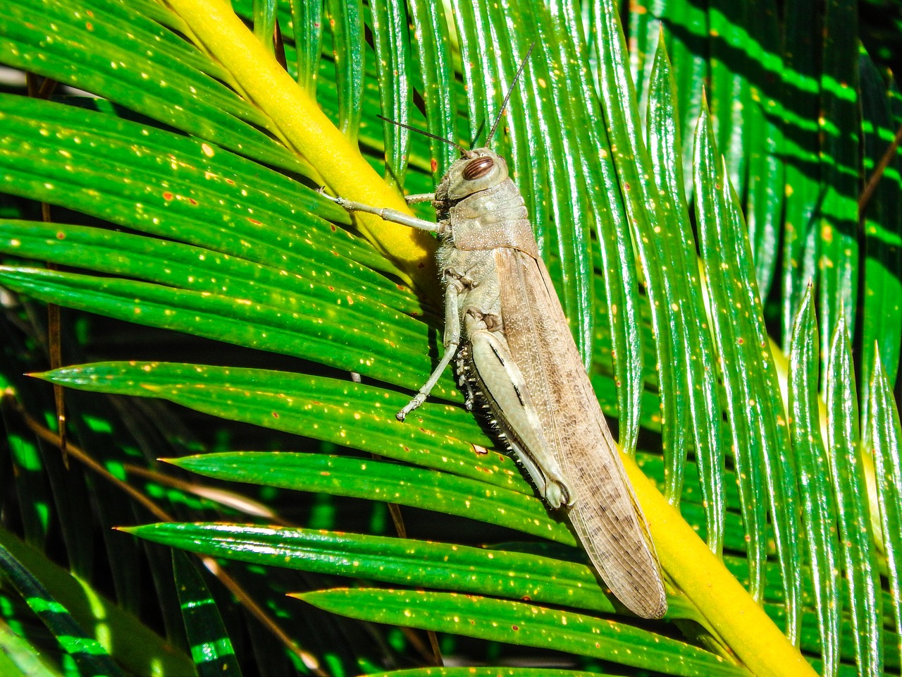 grasshopper nature insects free photo