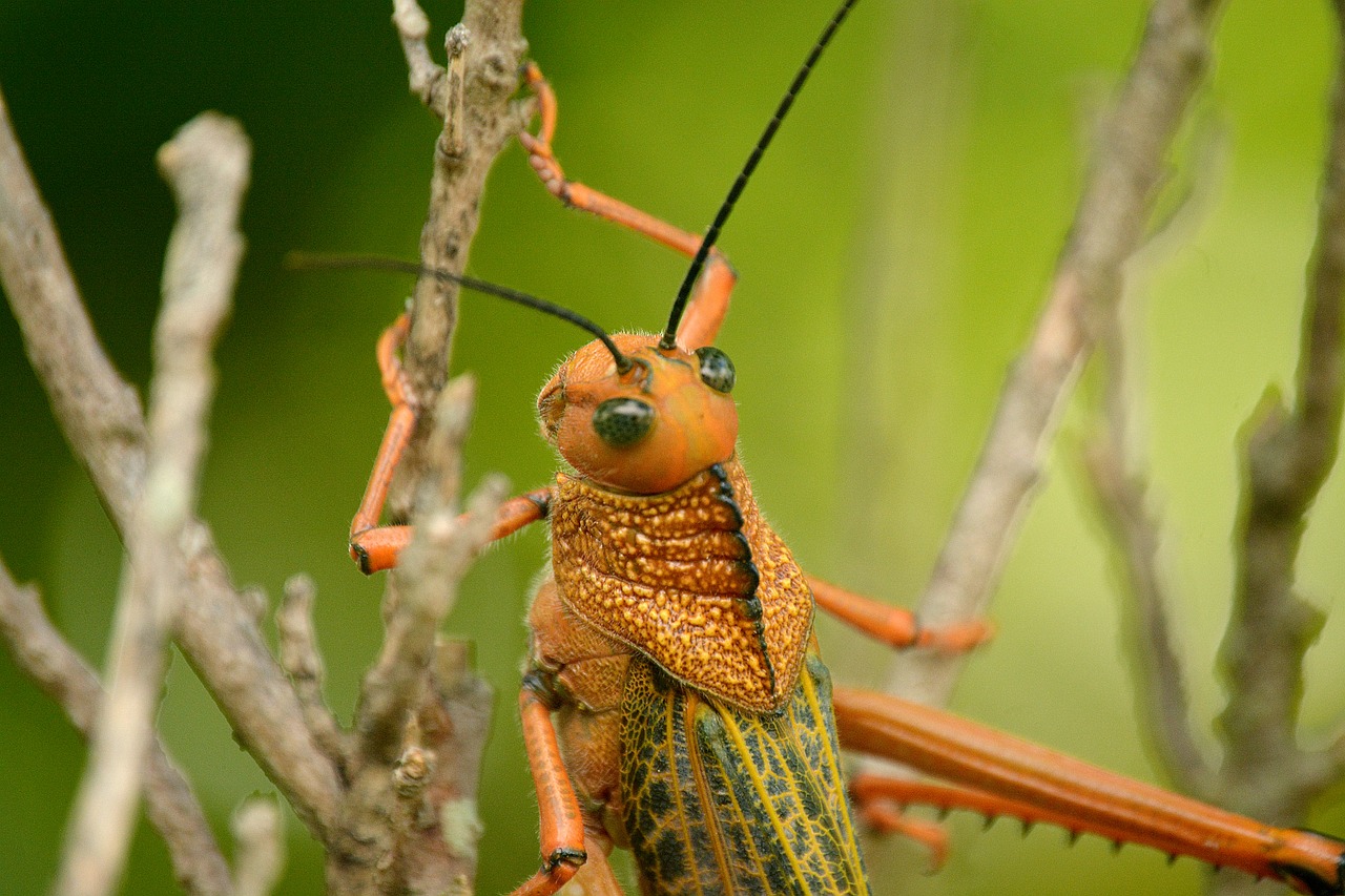 grasshopper cricket insect free photo