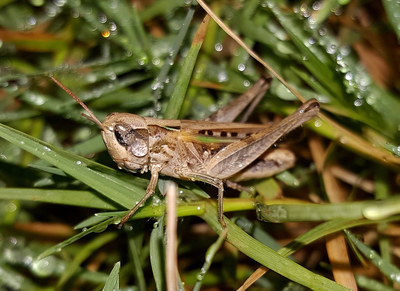 grasshopper slant faced grasshopper hopper free photo
