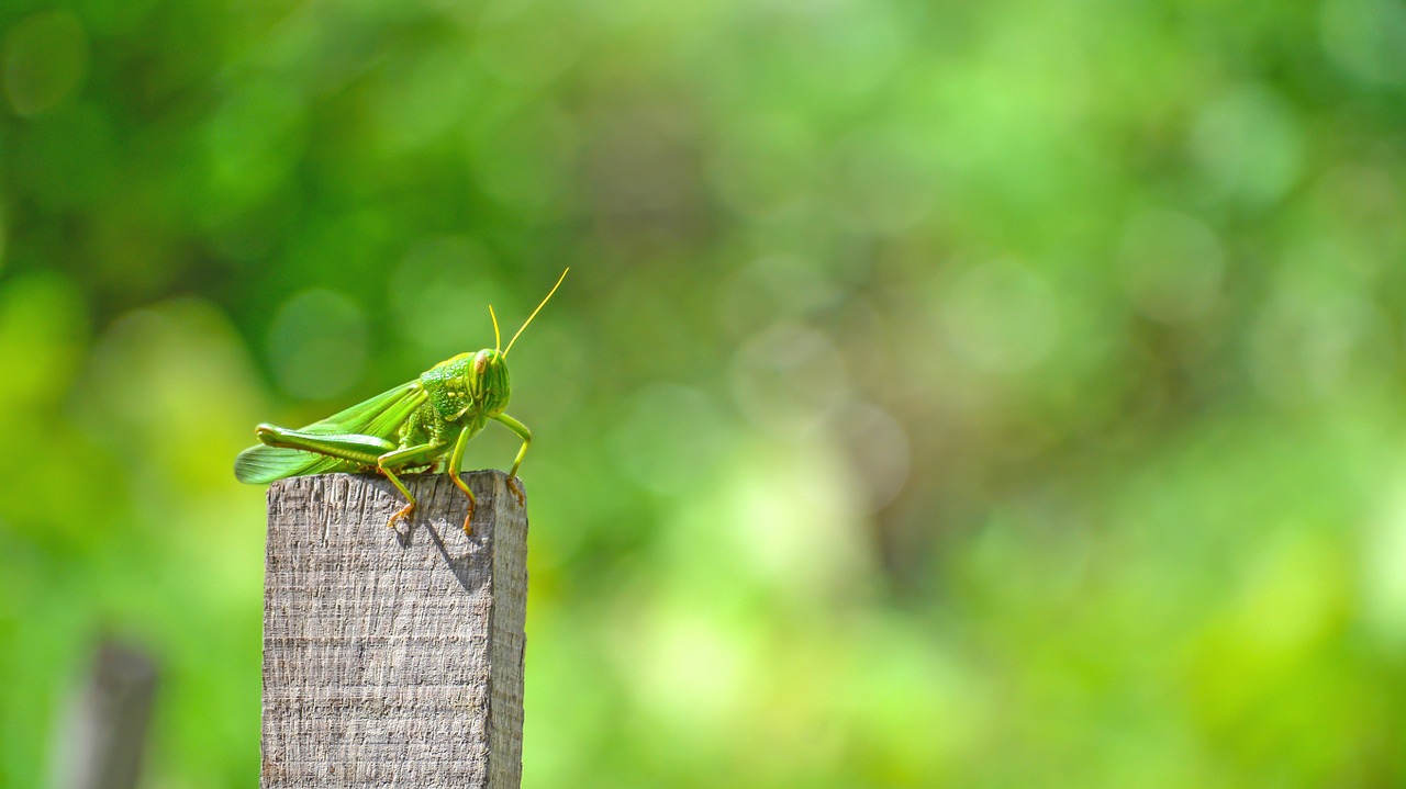 grasshopper animal insects free photo