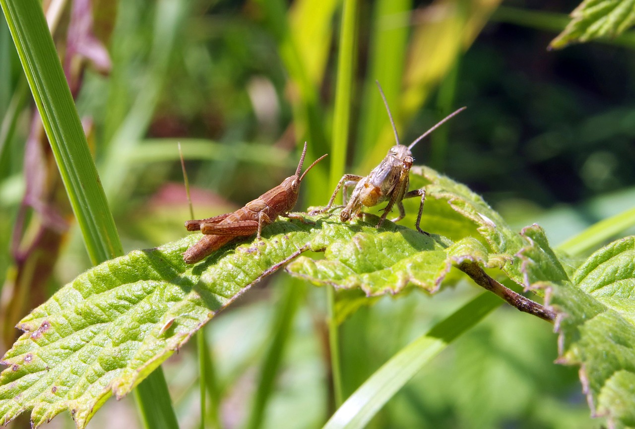 grasshopper cricket konik free photo