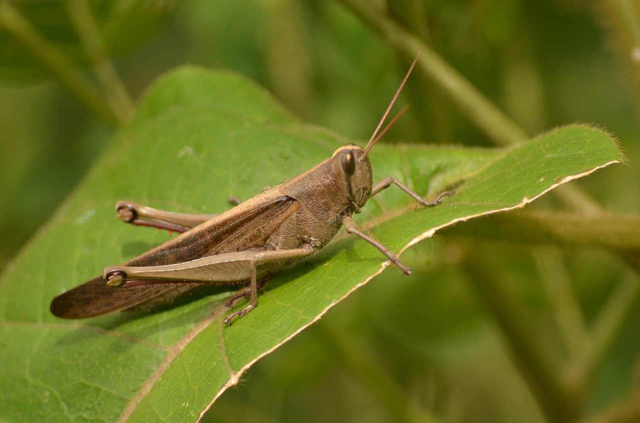 grasshopper nature insect free photo