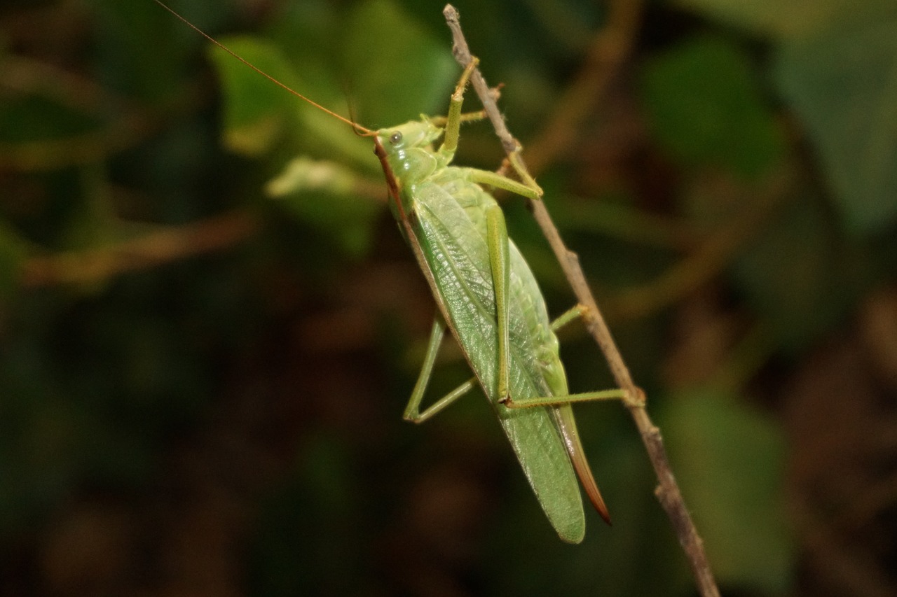 grasshopper green insect free photo