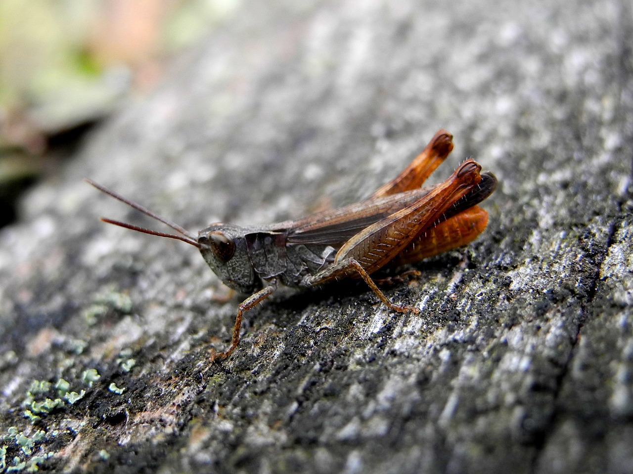 grasshopper insect macro free photo