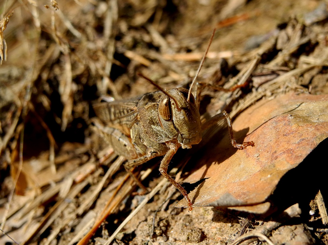 grasshopper insect nature free photo