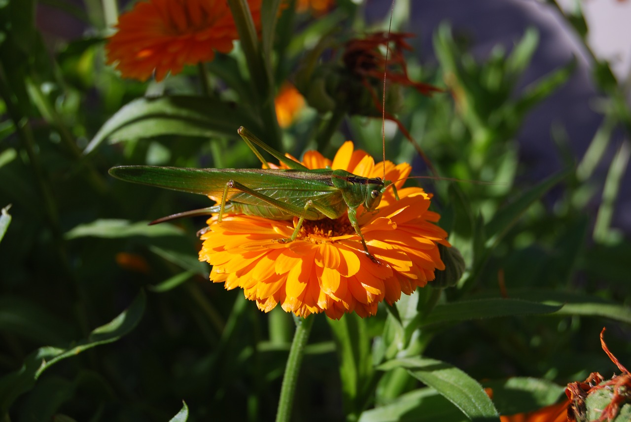 grasshopper insect nature free photo