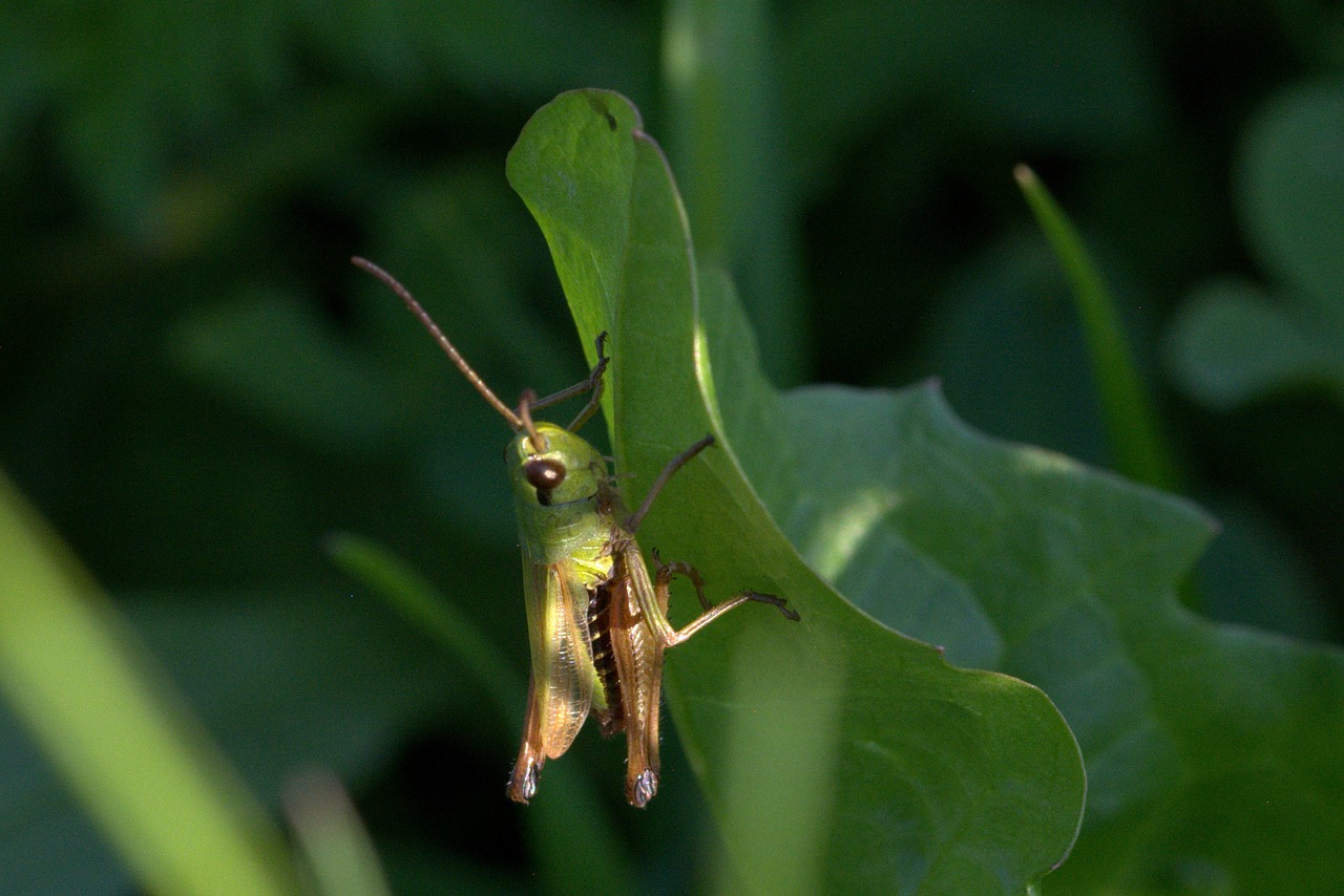 grasshopper insect close free photo