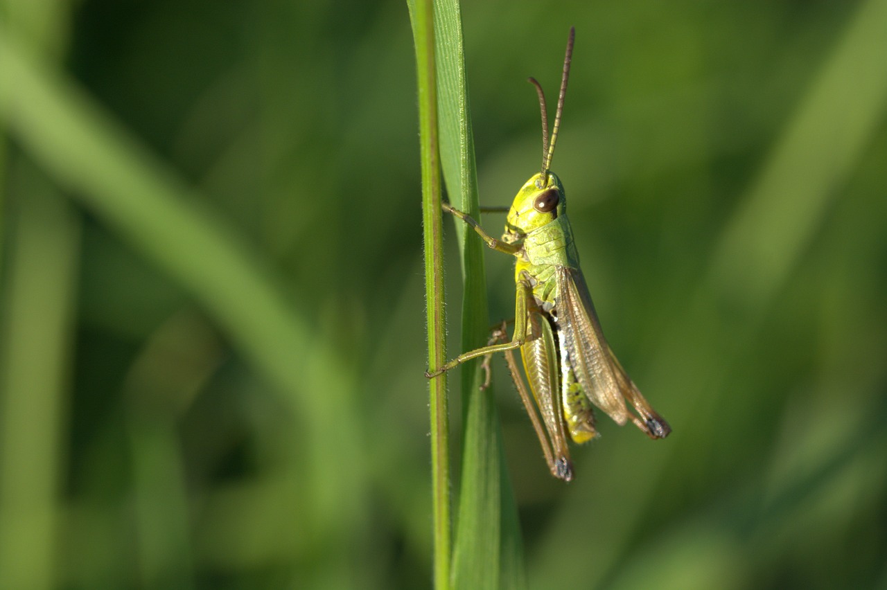 grasshopper insect close free photo