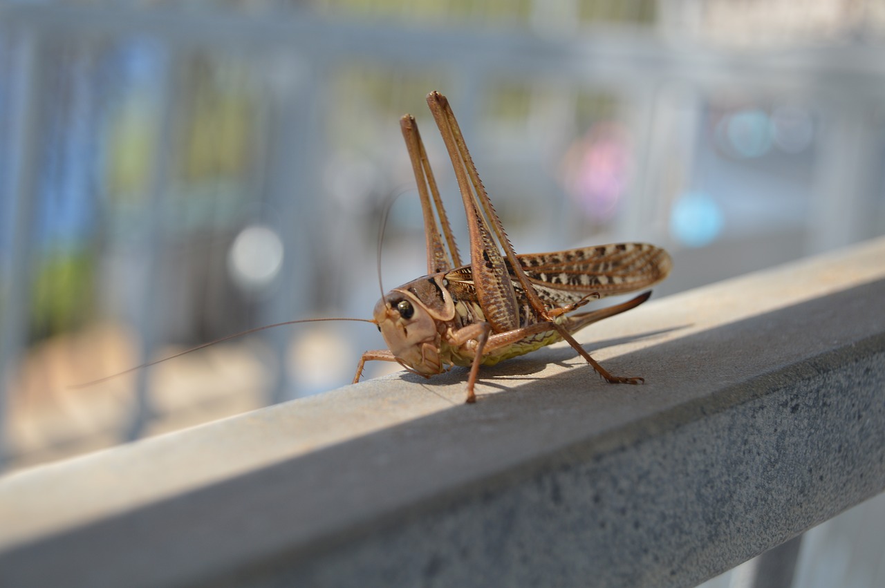 grasshopper cricket animals free photo
