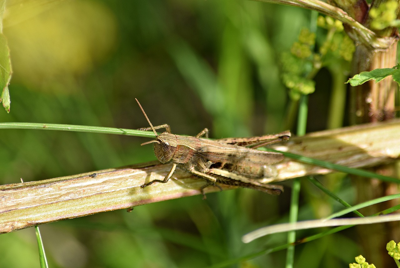 grasshopper grass konik free photo