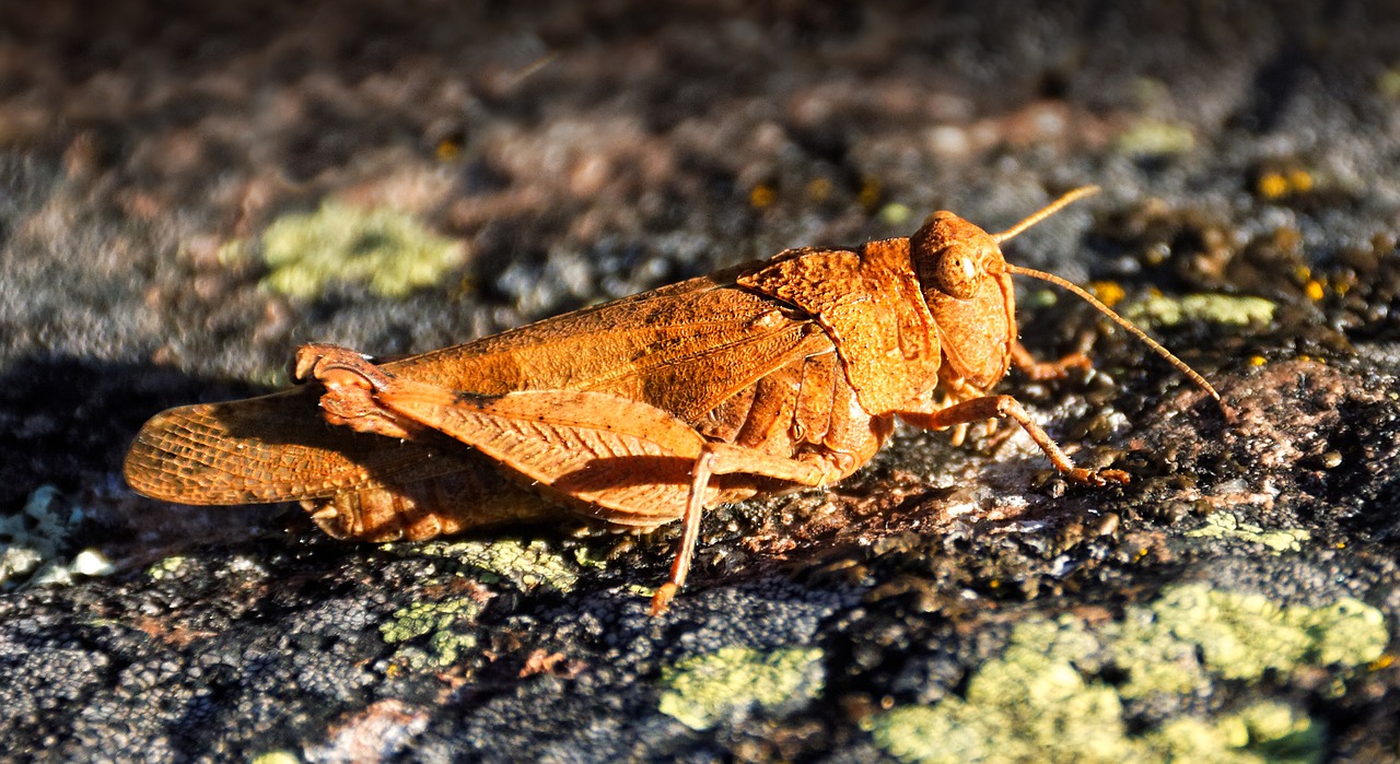 grasshopper insect nature free photo