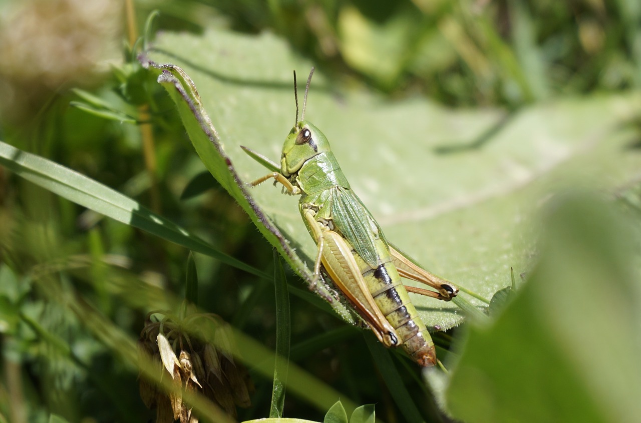 grasshopper insect green free photo