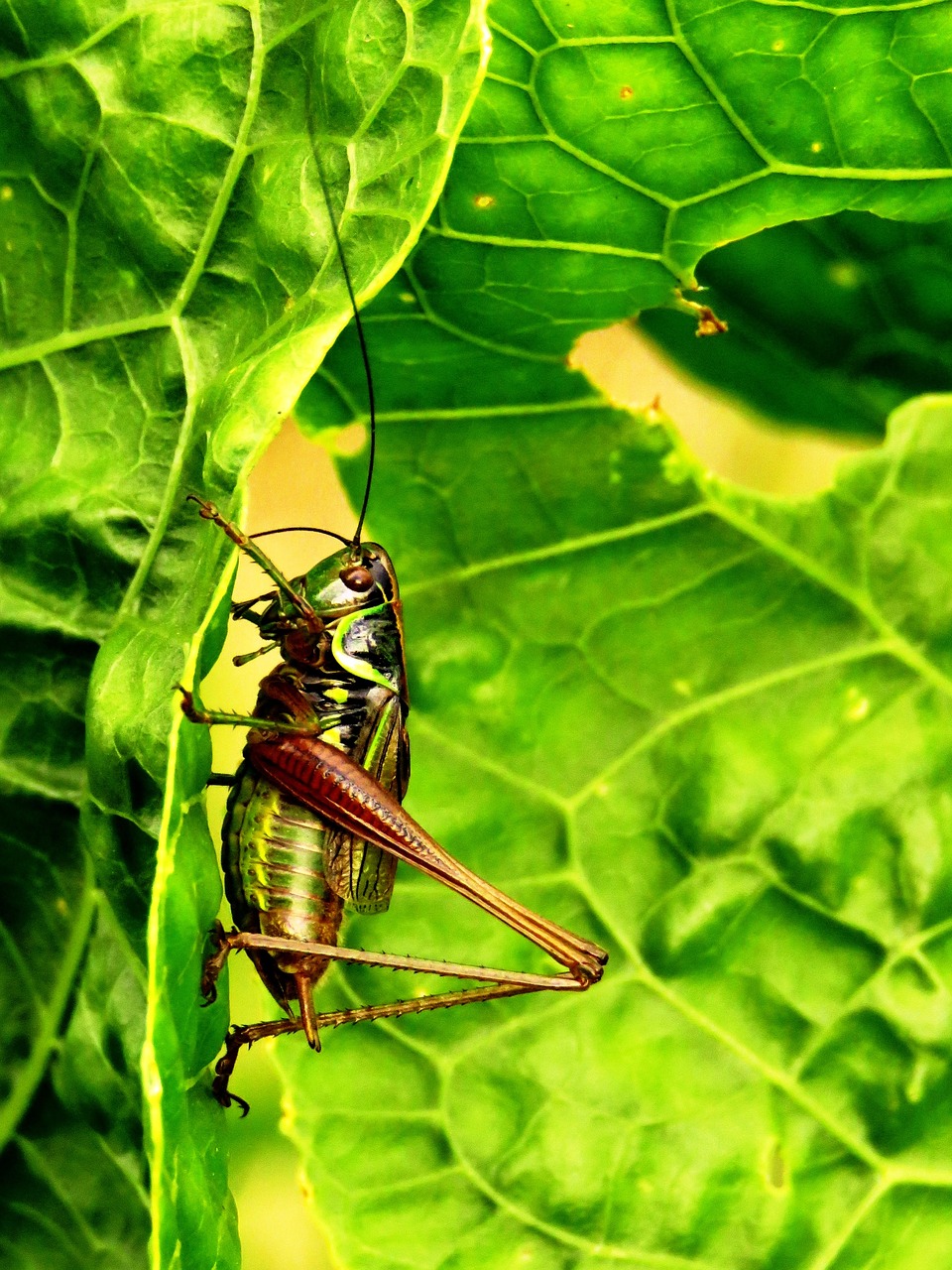 grasshopper green jump free photo